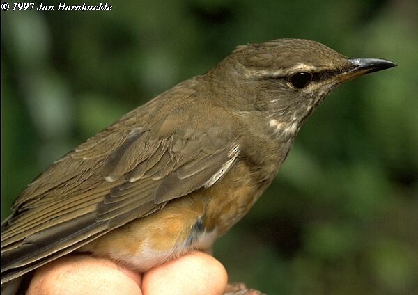 Eyebrowed Thrush - ML377701531