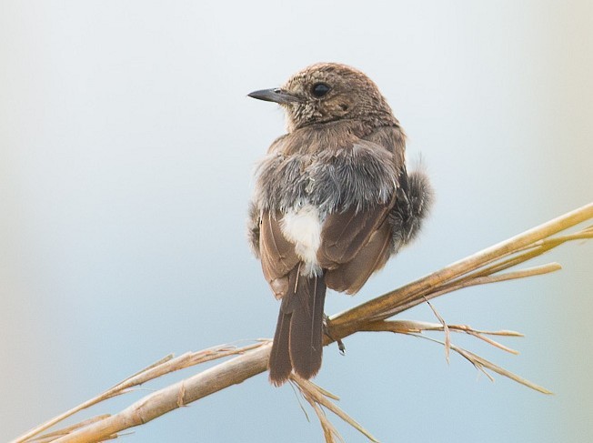 Pied Bushchat - ML377703551