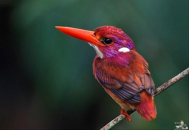 Philippine Dwarf-Kingfisher (Mindanao) - ML377703911