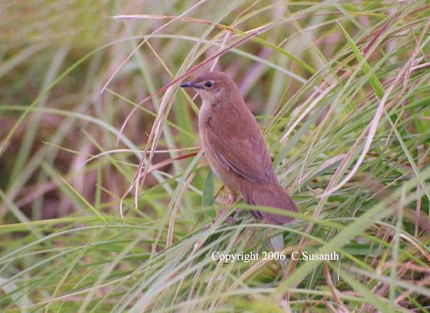 Broad-tailed Grassbird - ML377704151