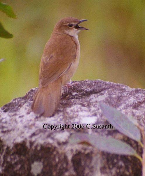 Broad-tailed Grassbird - ML377704161