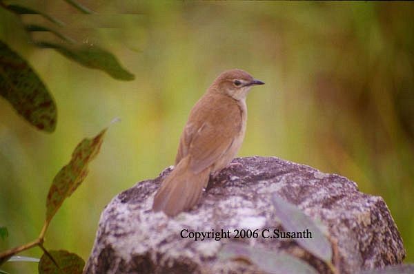 Broad-tailed Grassbird - ML377704171