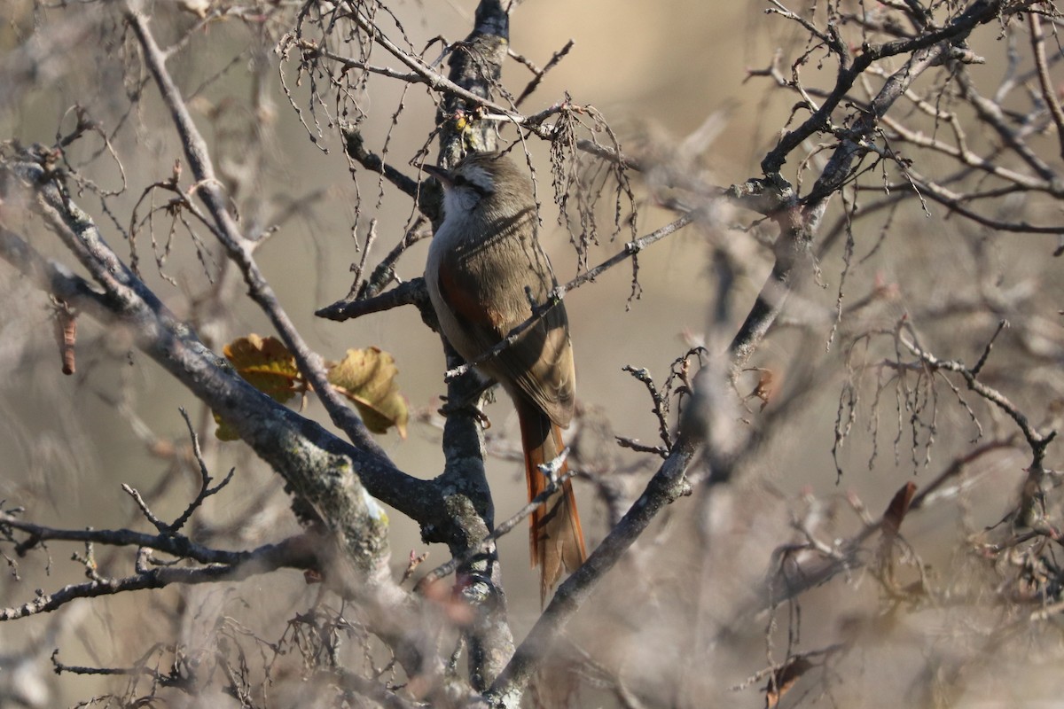 Stripe-crowned Spinetail - ML377705641