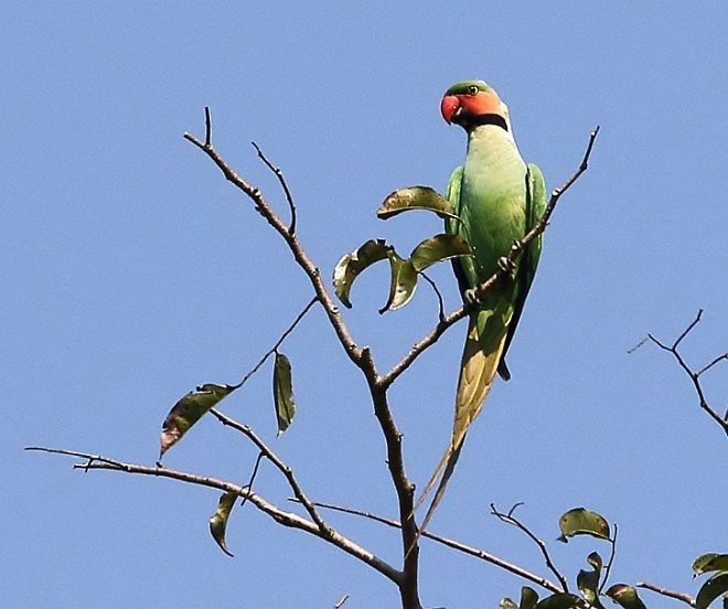 Long-tailed Parakeet (Andaman) - ML377705731