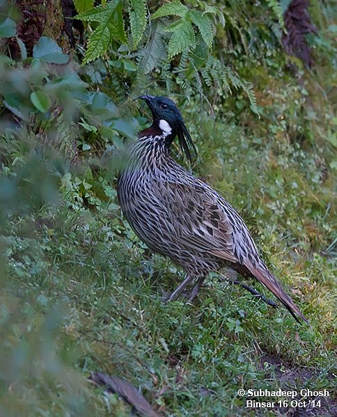 Koklass Pheasant - ML377705921