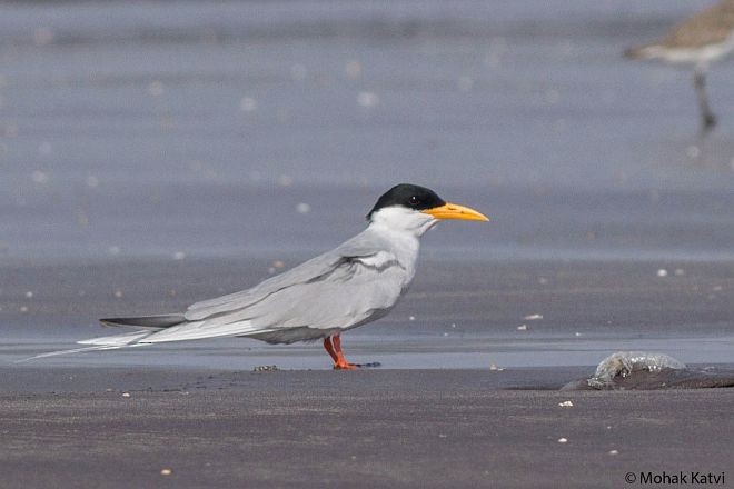 River Tern - ML377706631