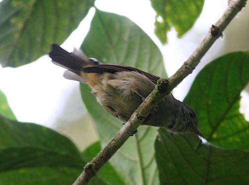 Matinan Flycatcher - ML377707171