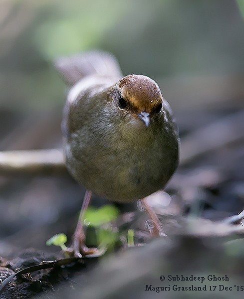 Chestnut-crowned Bush Warbler - ML377707631