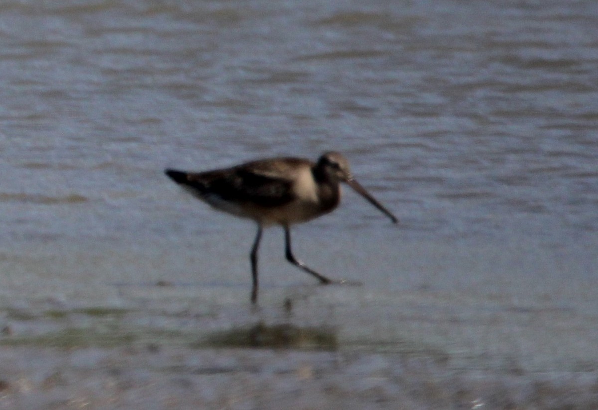 Hudsonian Godwit - ML377707791