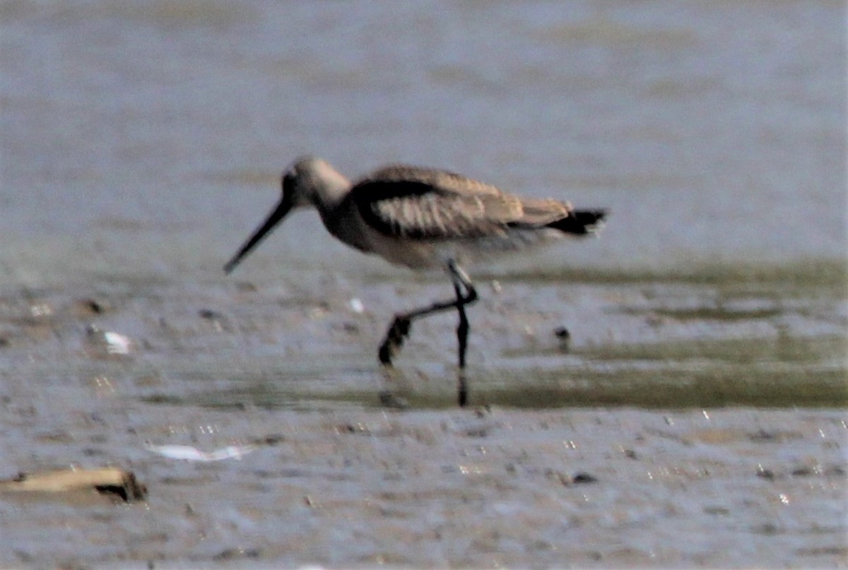 Hudsonian Godwit - ML377708951