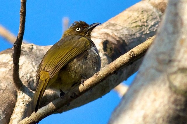 Pale-eyed Bulbul - ML377709021