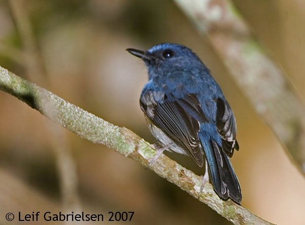 Blue-breasted Blue Flycatcher - ML377709281