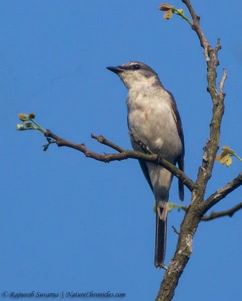 Ashy Minivet - ML377709331