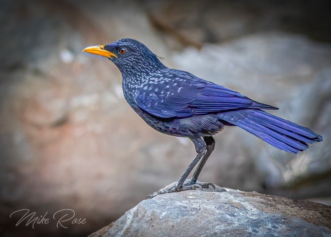 Blue Whistling-Thrush (Yellow-billed) - Mike Rose