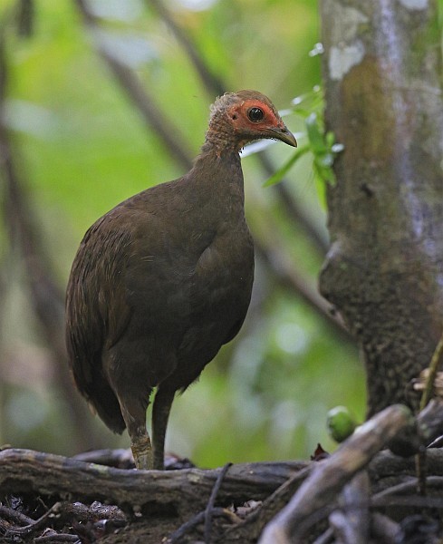 Nikobaren-Großfußhuhn - ML377710851