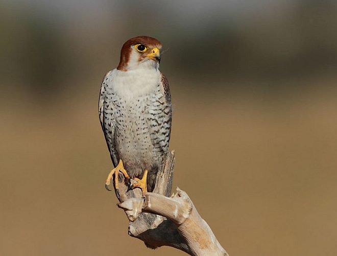 Red-necked Falcon (Asian) - ML377711001