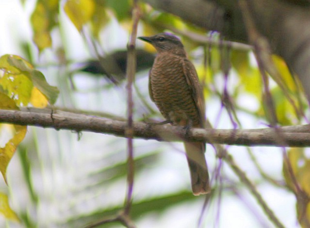 Common Cicadabird (Moluccan) - ML377711321