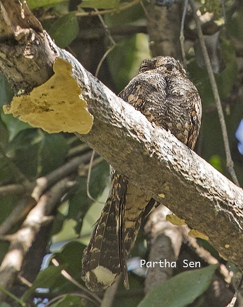 Gray Nightjar - ML377711351