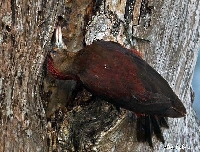 Okinawa Woodpecker - ML377712121