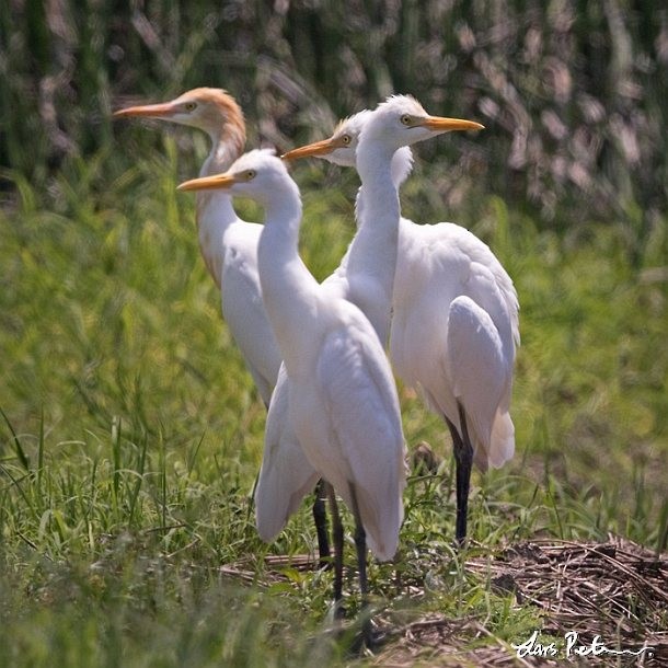 Eastern Cattle-Egret - ML377712171