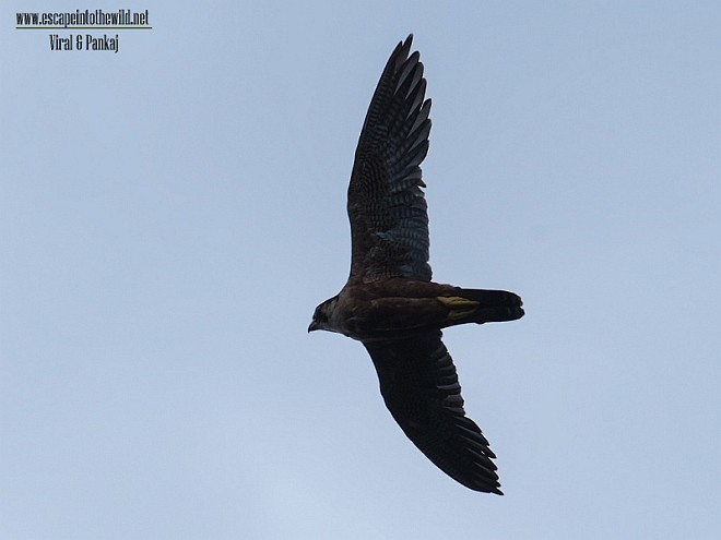 Halcón Peregrino (peregrinator) - ML377713811