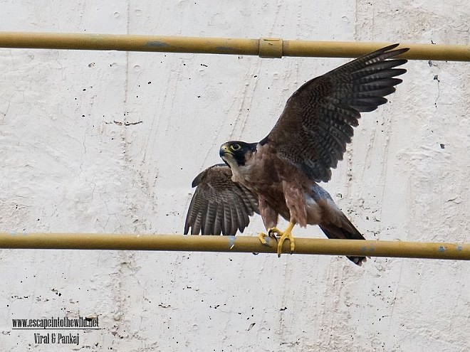 Halcón Peregrino (peregrinator) - ML377713831