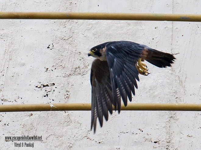 Halcón Peregrino (peregrinator) - ML377713851
