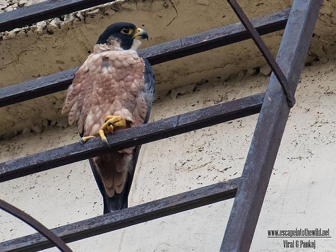 Halcón Peregrino (peregrinator) - ML377713871