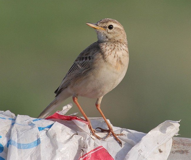 Paddyfield Pipit - ML377714311