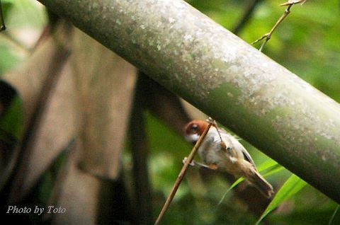 Short-tailed Parrotbill - Pornpat Nikamanon