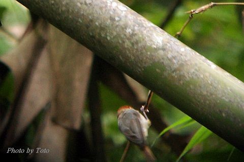 Short-tailed Parrotbill - Pornpat Nikamanon