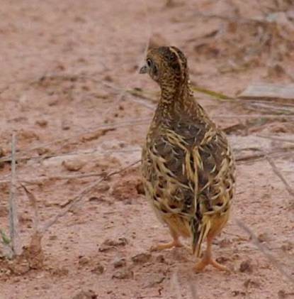 Small Buttonquail - ML377717611