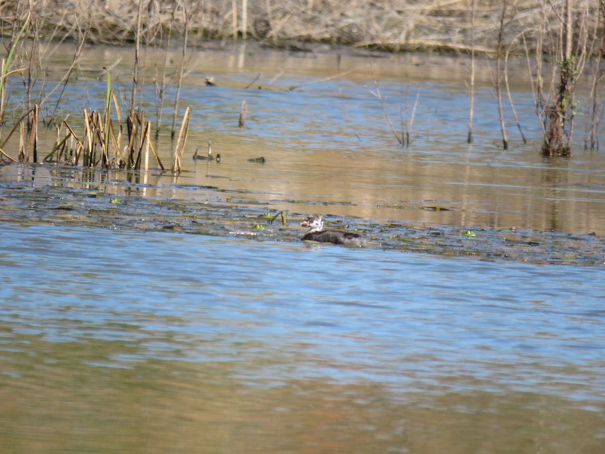 Pied-billed Grebe - ML377718071