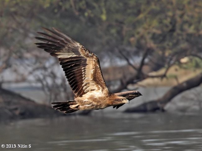 Pallas's Fish-Eagle - ML377718101