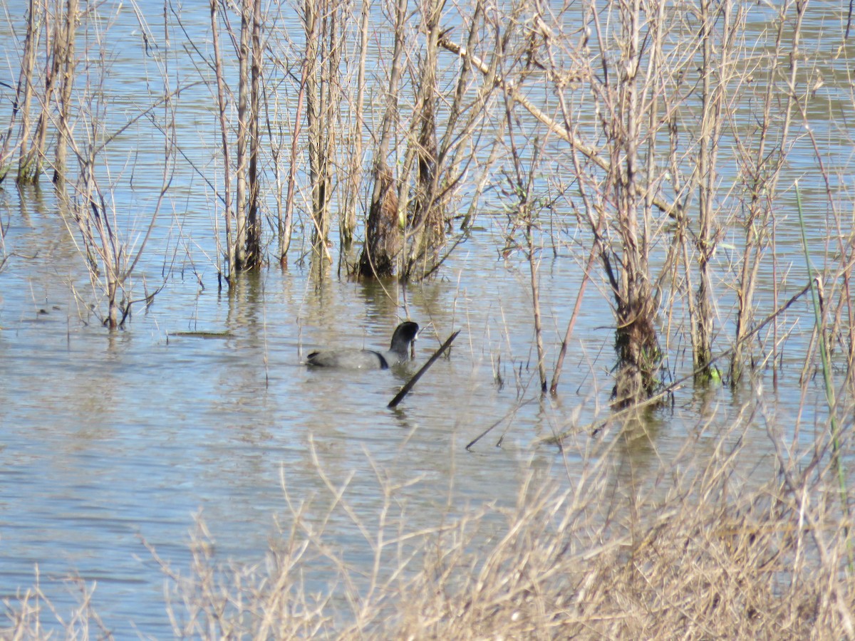 American Coot - ML377718221