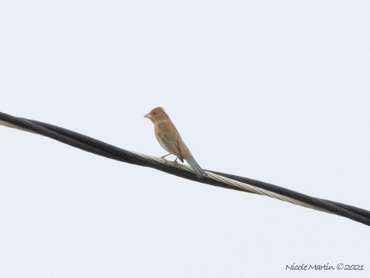 Indigo Bunting - Nicole Martin