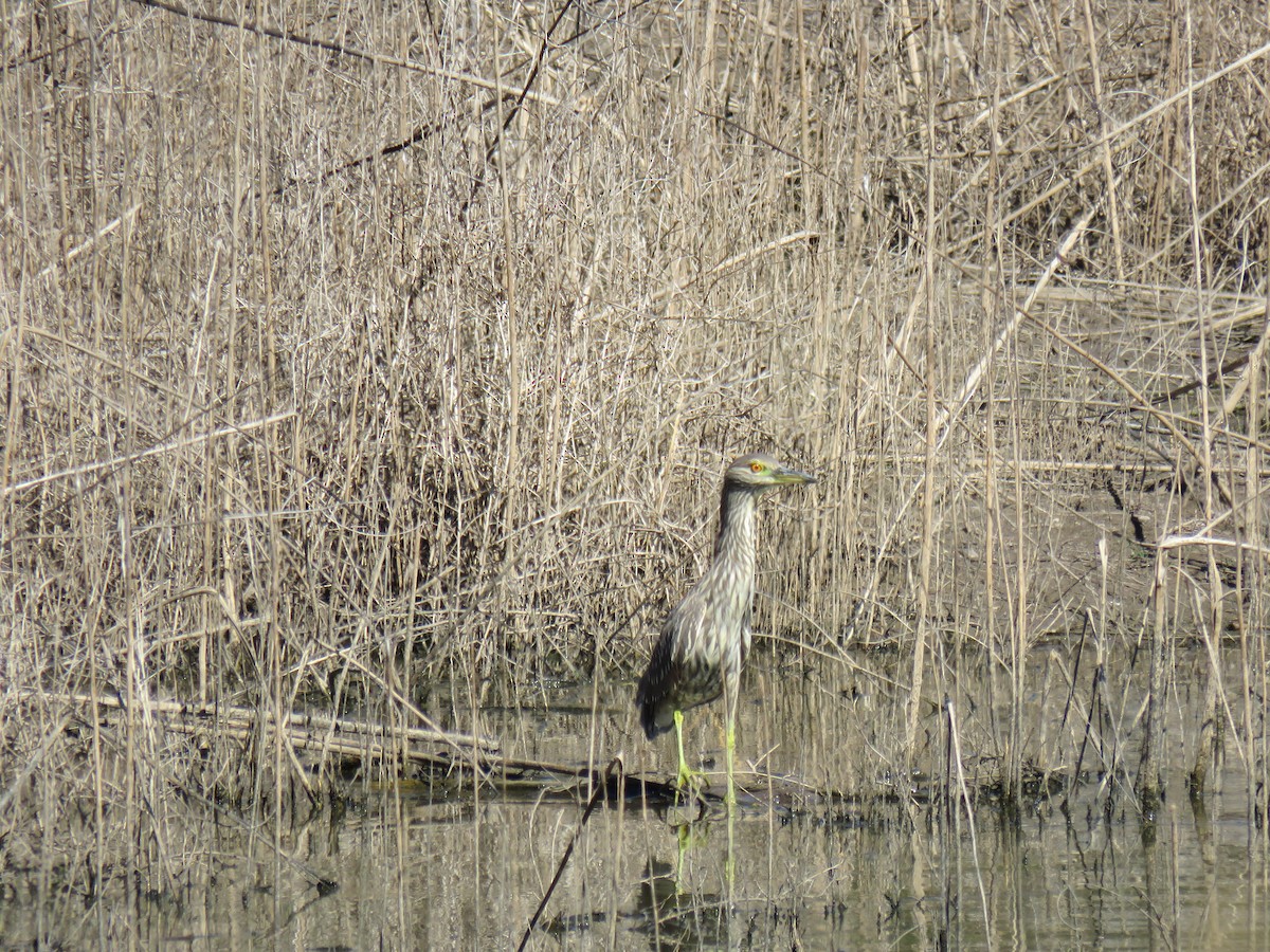 Black-crowned Night Heron - ML377718381