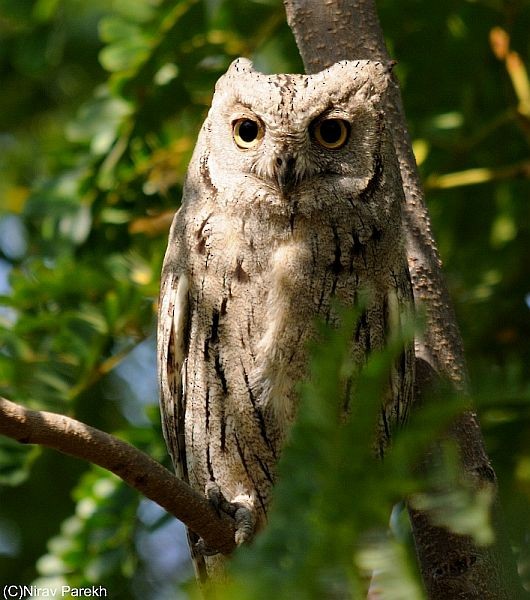 Pallid Scops-Owl - nirav parekh