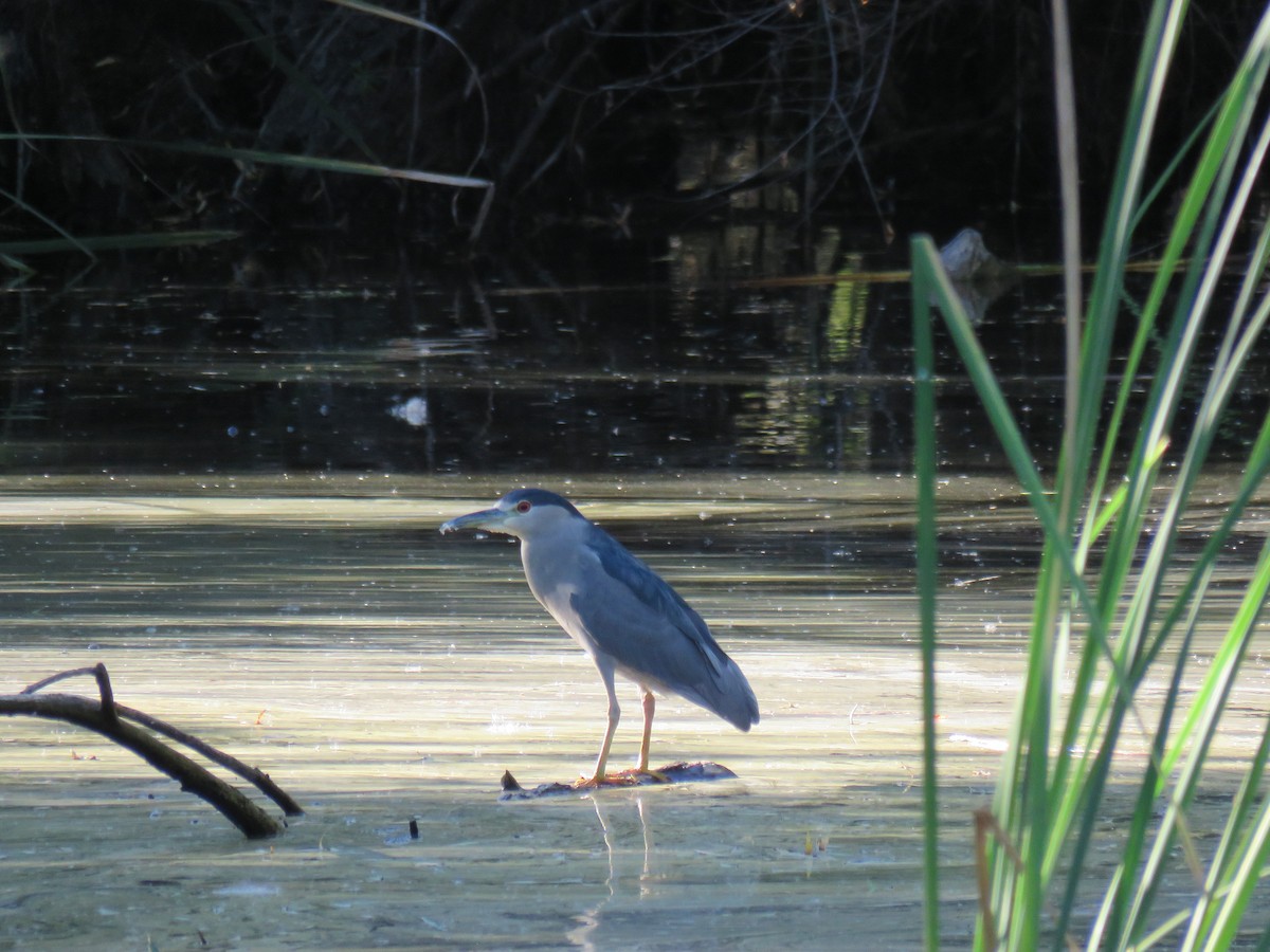 Black-crowned Night Heron - ML377718981