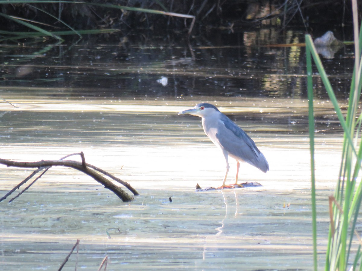 Black-crowned Night Heron - ML377718991