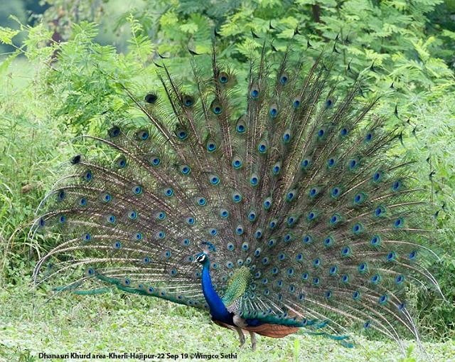 Indian Peafowl - ML377719161