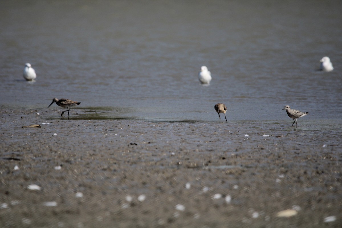 Hudsonian Godwit - ML377719321