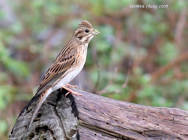 Pine Bunting - ML377719811