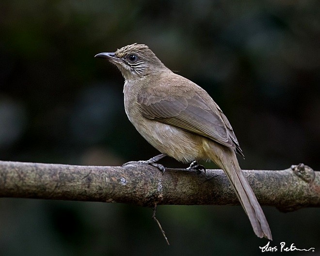 Streak-eared Bulbul - ML377719851