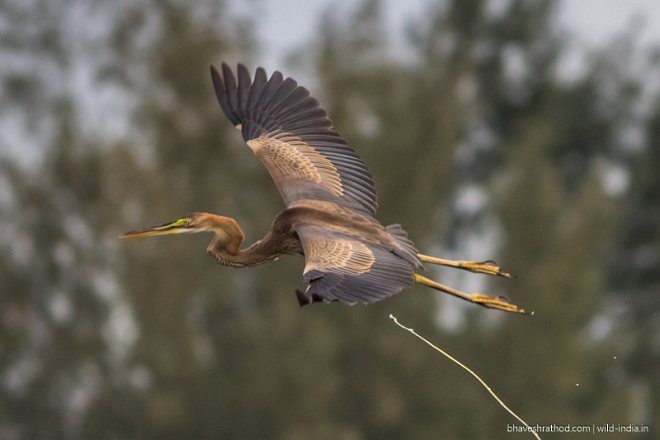 Purple Heron (Purple) - ML377720061