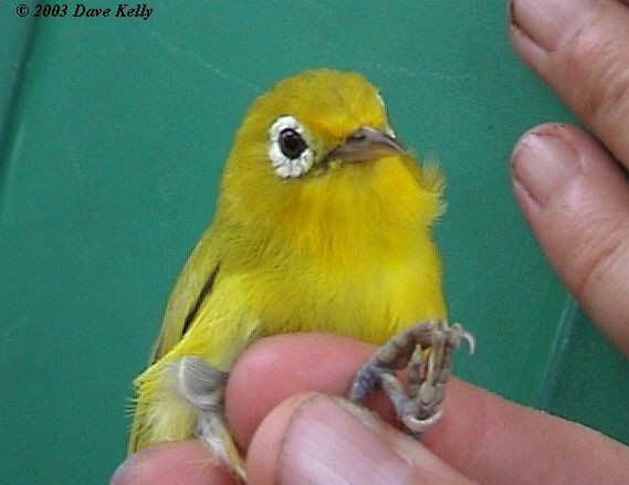 Wakatobi White-eye - ML377720241