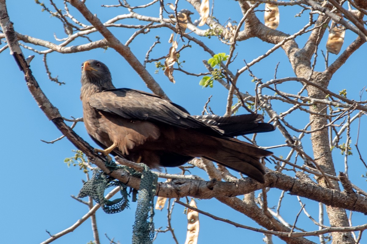 Black Kite - ML377720281