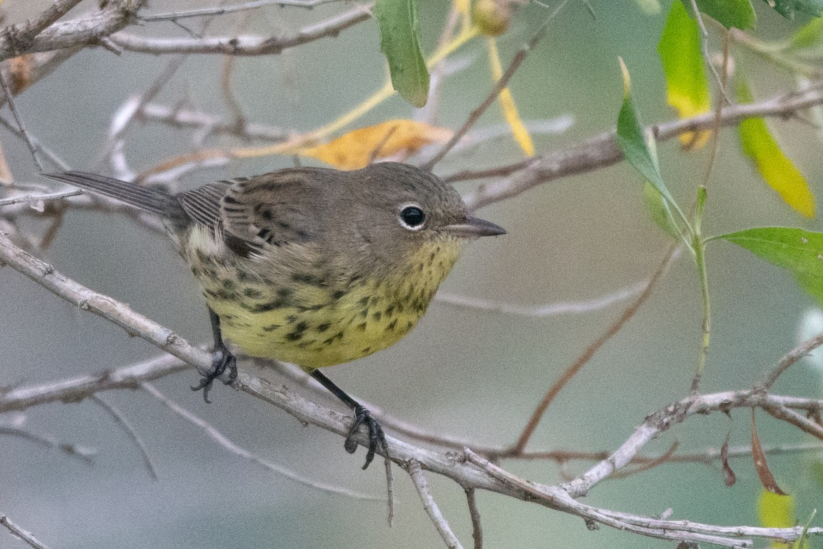 Kirtland's Warbler - ML377721581