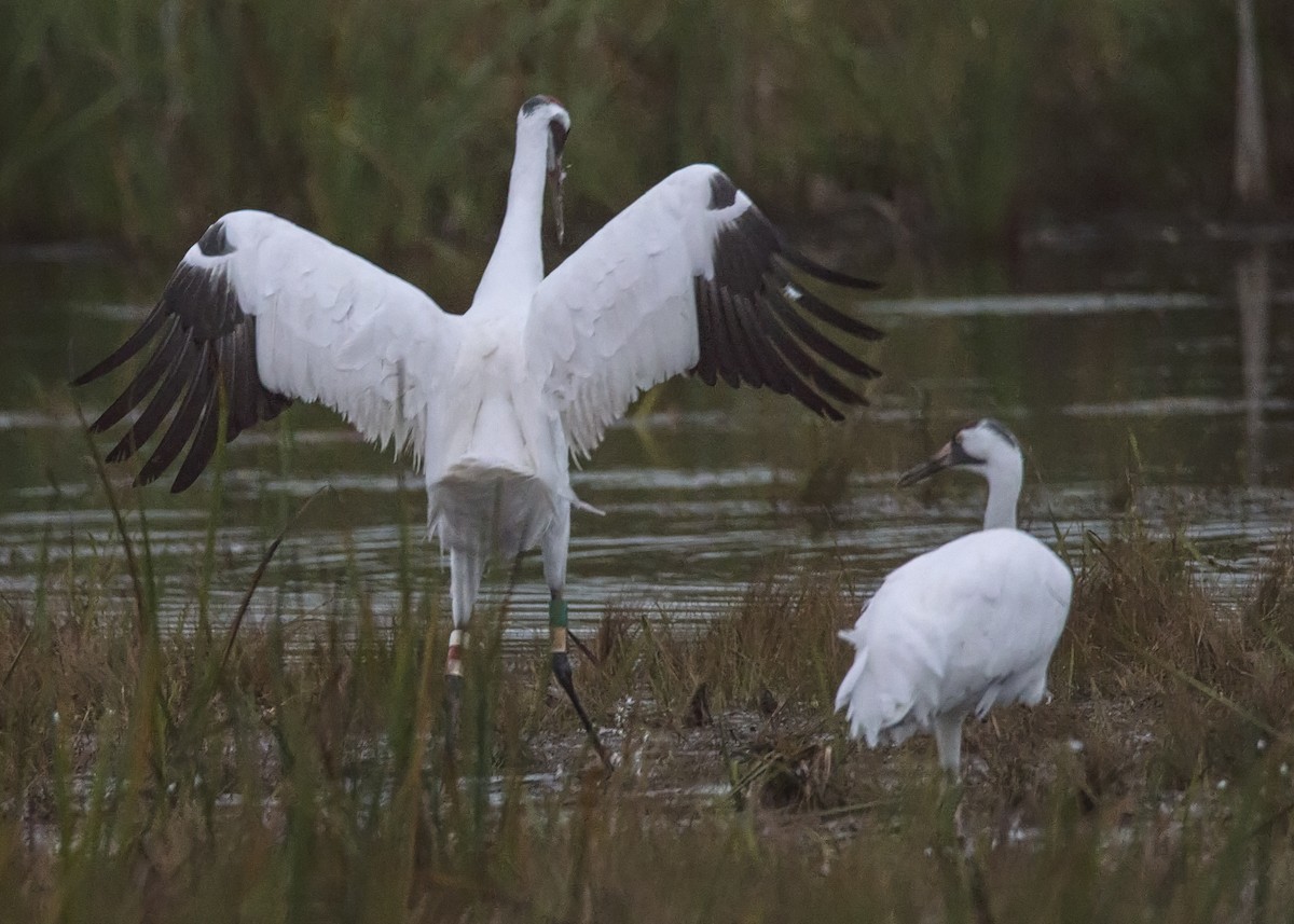 Whooping Crane - ML377721641