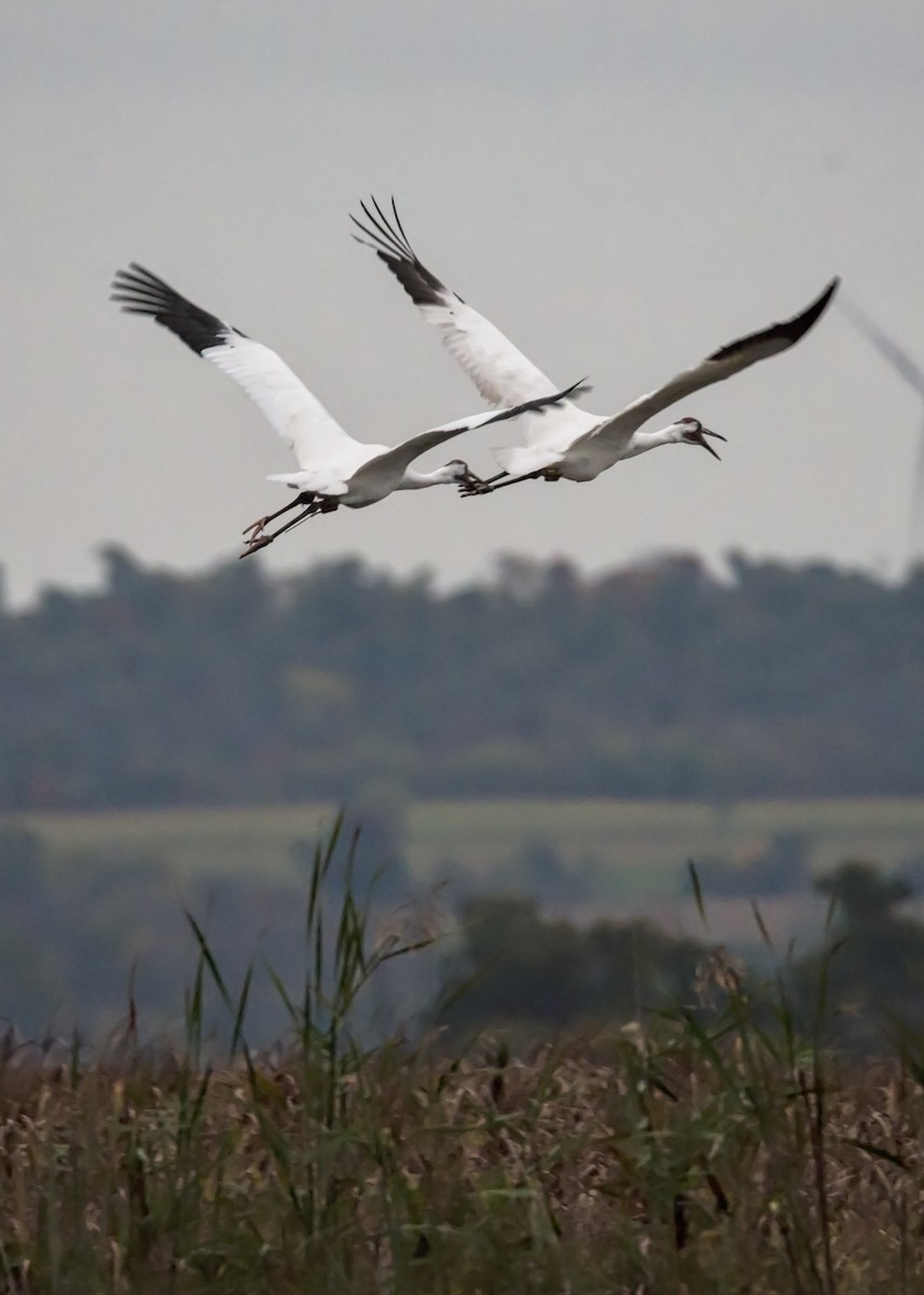 Whooping Crane - ML377721661